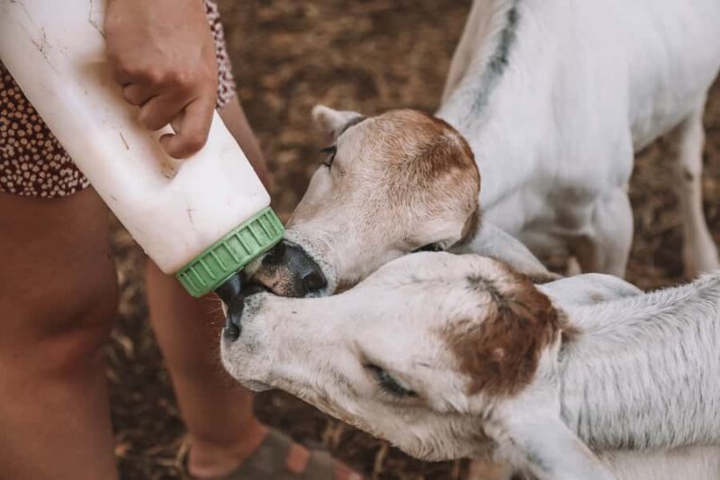 Katherine: Authentic Outback Show and Live Music - Final Thoughts