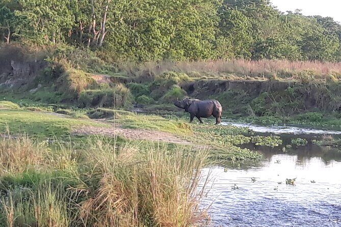 Kathmandu Cultural Tour and Wildlife in Bardia - Wildlife Safari: An Up-Close Encounter with Nature