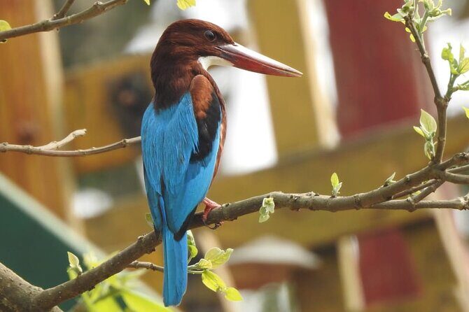Kathmandu Cultural Tour and Wildlife in Bardia - Returning to Kathmandu: Farewell and Reflection