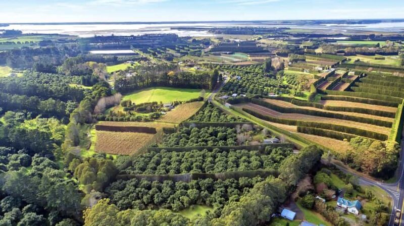 Katikati: Guided Gourmet Avocado Tour - An In-Depth Look at the Guided Gourmet Avocado Tour