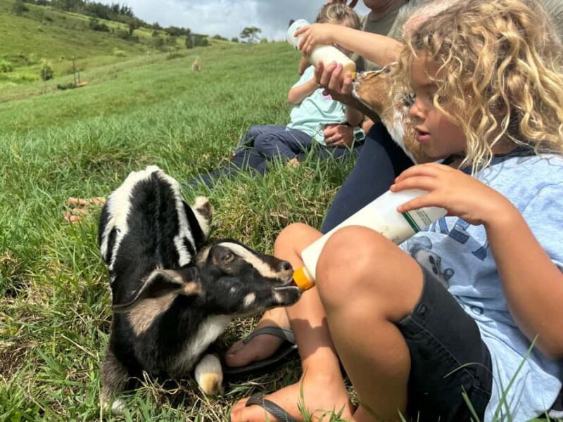 Kauai Farm: Play & Bottle Feed Baby Mini Nubian Goats! - What Makes This Farm Experience Special?