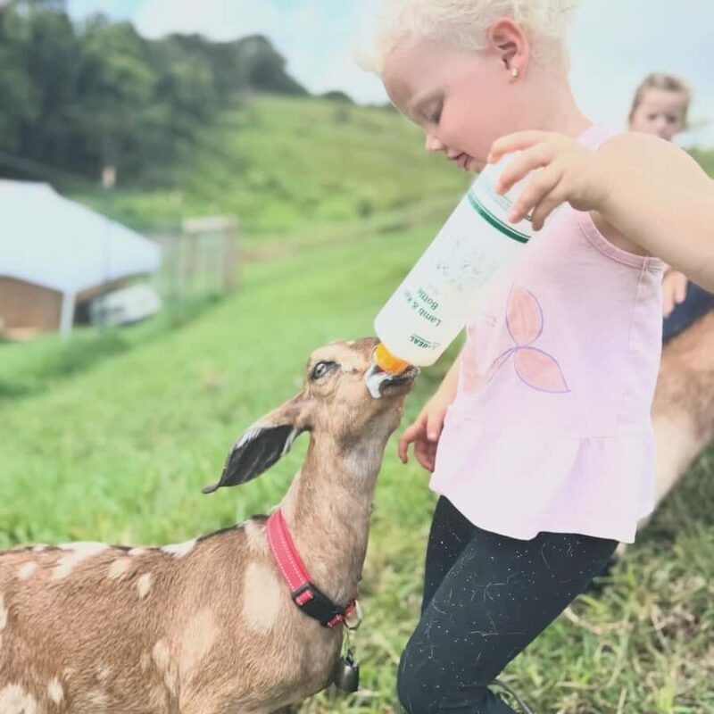 Kauai Farm: Play & Bottle Feed Baby Mini Nubian Goats! - Practical Details: Transportation, Duration, and Cost