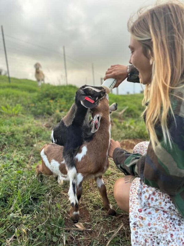 Kauai Farm: Play & Bottle Feed Baby Mini Nubian Goats! - Authentic, Family-Friendly and Educational