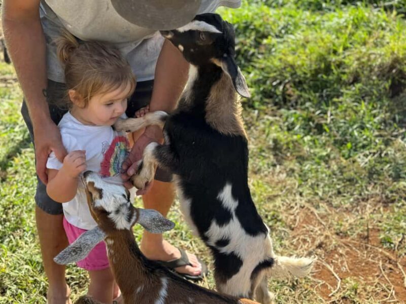 Kauai Farm: Play & Bottle Feed Baby Mini Nubian Goats! - FAQ