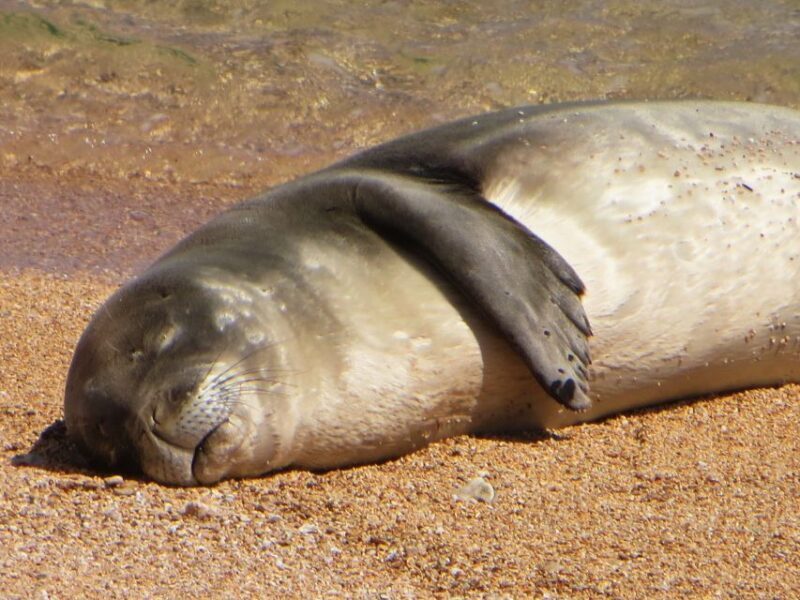 Kauai: Half-Day Kauai Adventure - Key Points