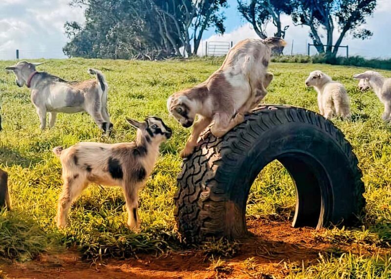 Kauai: Play with Baby Farm Animals & MicroDairy Immersion - Key Points