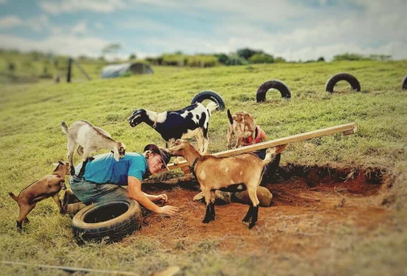 Kauai: Play with Baby Farm Animals & MicroDairy Immersion - Setting the Scene: What to Expect on the Tour