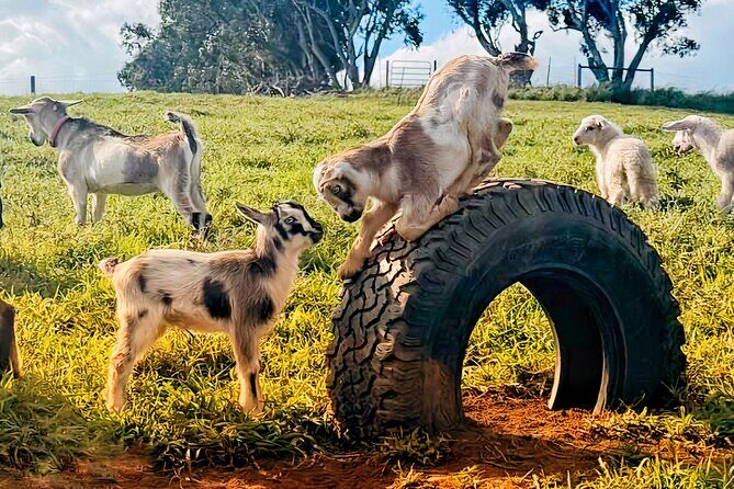 Kauai Private Baby Farm Animal Experience & Micro Dairy Immersion - FAQ