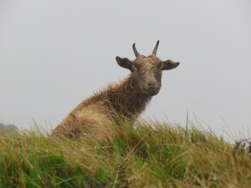 Kauai: Waimea Canyon & Kokee State Park Private Tour - Key Points