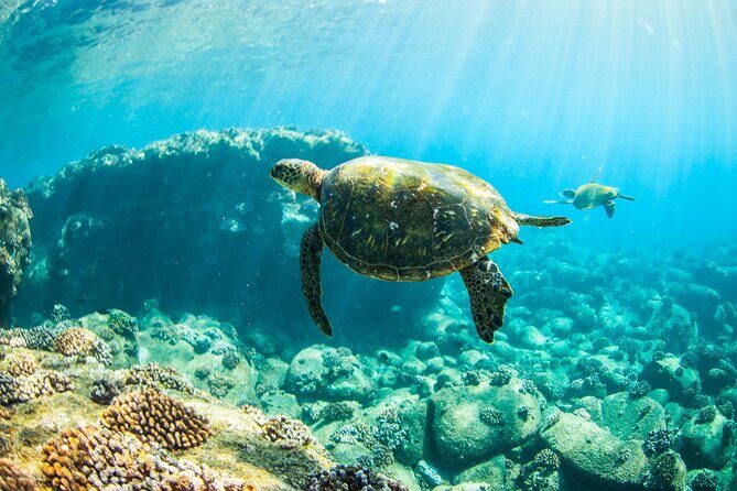 Kauai's Ultimate Guided Shore Snorkel (NO BOAT): North Anini - An Introduction to Kauai’s Shore Snorkel at Anini Beach