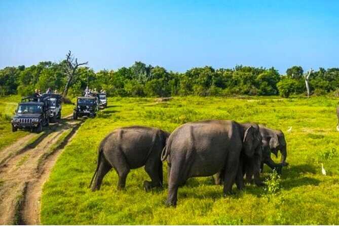 Kaudulla Jeep Safari & Dambulla Day Tour From Trincomalee - An In-Depth Look at the Tour