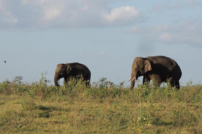 Kaudulla National Park Entrance Ticket with Private Safari - An In-Depth Look at the Safari Experience