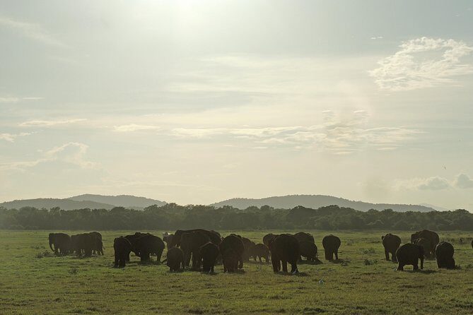 Kaudulla National Park Entrance Ticket with Private Safari - Who Should Consider This Tour