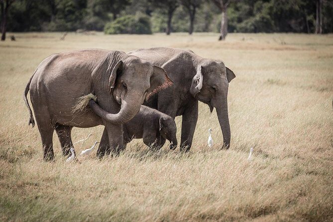 Kaudulla national park from Colombo inclusive of jeep safari - Detailed Review of the Kaudulla National Park Jeep Safari Tour