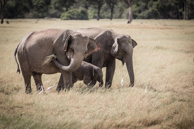 Kaudulla national park from Negombo inclusive of jeep safari - Why This Tour Stands Out