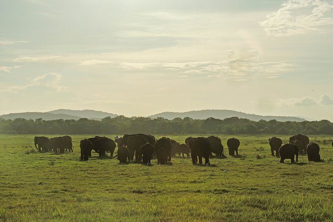 Kaudulla National Park Private Safari - The Breakdown of the Day