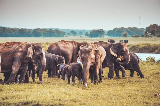 Kaudulla National Park Private Safari - Who Will Love This Tour?