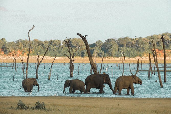 Kaudulla National Park Private Safari - Final Thoughts