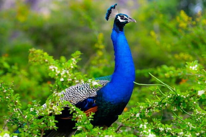 Kaudulla National Park Private Safari from Dambulla - Key Points
