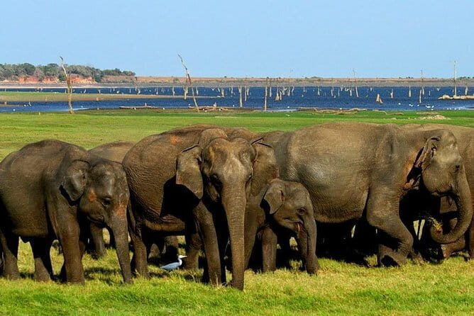 Kaudulla National Park Private Safari from Polonnaruwa - FAQs
