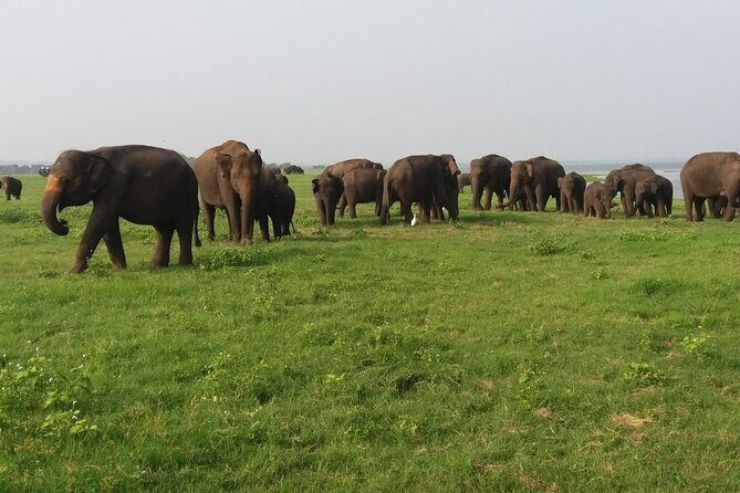Kaudulla National Park - Private Safari from Sigiriya - A Deep Dive into the Safari Experience