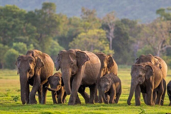 Kaudulla National Park Safari | Jeep with Tickets - Key Points