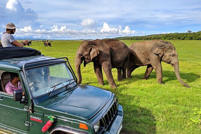 Kaudulla National Park Safari | Jeep with Tickets - The Complete Breakdown of the Safari Experience