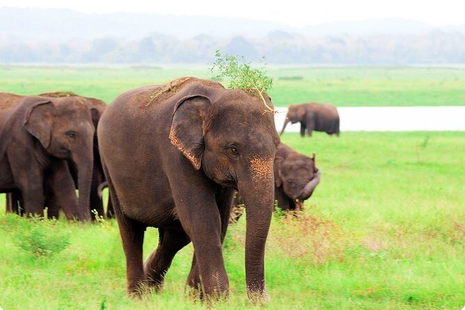 Kaudulla National Park Shared Safari - An In-Depth Look at the Kaudulla Safari