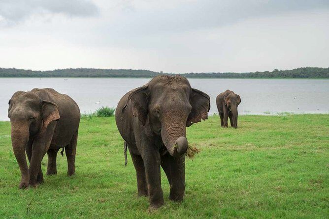 Kaudulla National Park Shared Safari - The Guide and Vehicle Quality