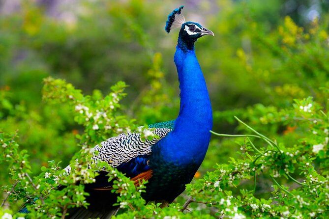 Kaudulla National Park Shared Safari - The Overall Value