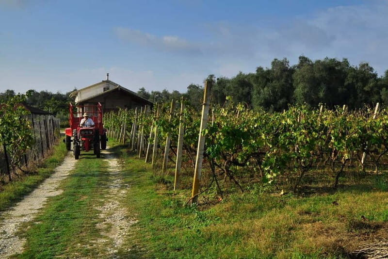 Kavos: Wine Tour & Tasting at a Local Winery - Discovering the Corfu Wine Tradition
