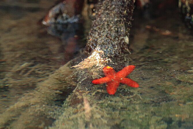 Kayak Adventure in Cancun - FAQs