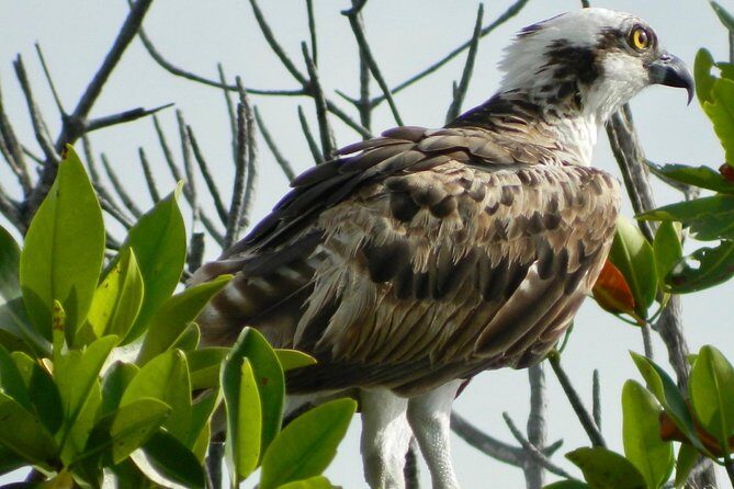 Kayak adventure through Laguna Nichupté in Cancun - FAQs