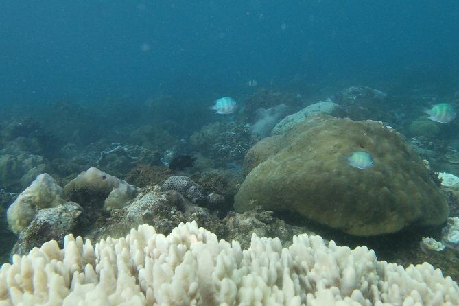 Kayak and Snorkel Tour Half Day - Practical Details & Tips