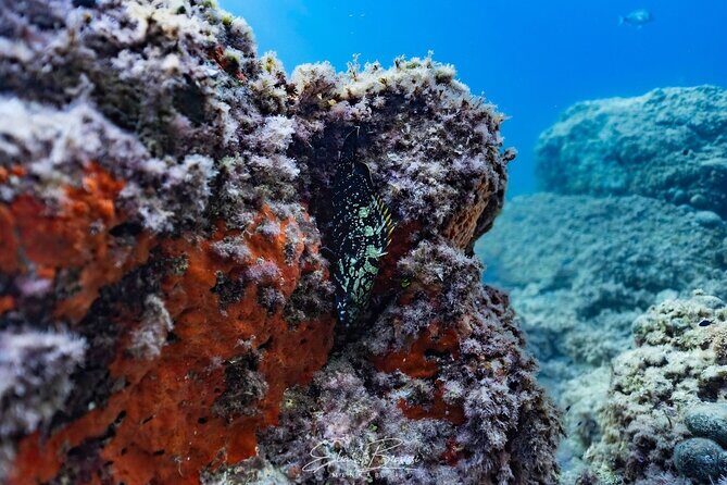 Kayak and Snorkeling Tour in the Bergeggi Island MPA - Marine Monitoring: Why It Matters
