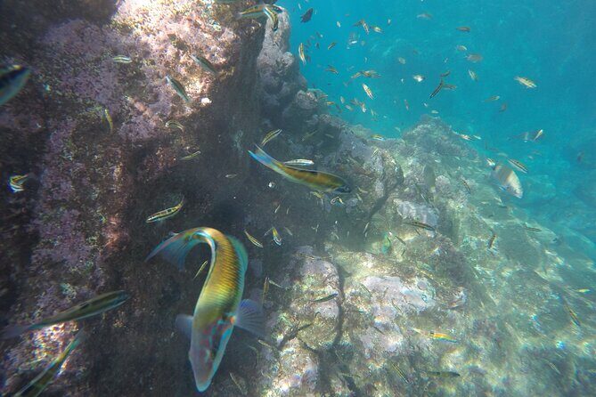 Kayak and Snorkeling Tour in Underwater Nature Reserve Garajau - The Sum Up