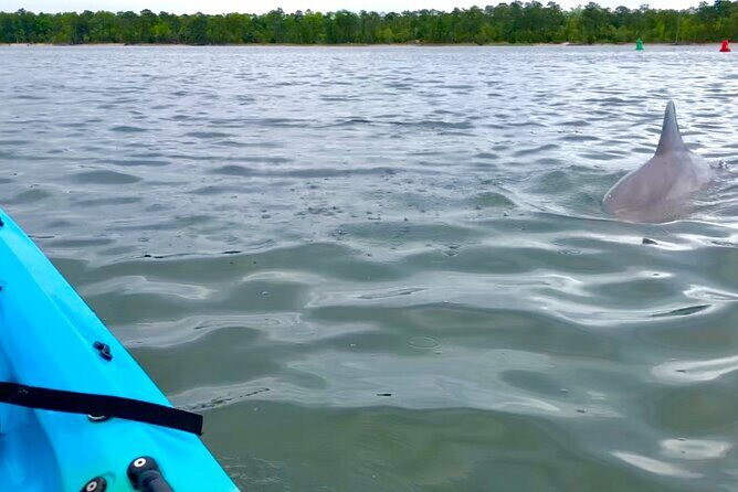 Kayak Dolphin Experience in Virginia Beach Must know how to swim - Who Will Love This Experience?