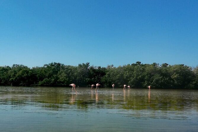 Kayak Experience in the Mangroves of Holbox Island - The Value of this Experience