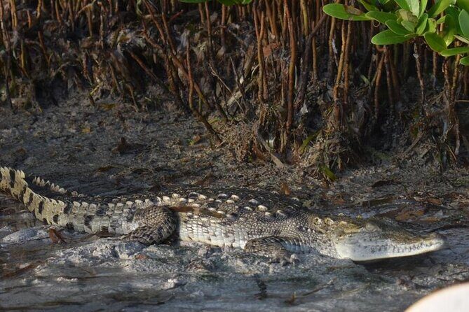 Kayak Experience in the Mangroves of Holbox Island - The Sum Up: Is This the Right Choice for You?