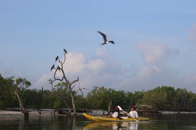 Kayak Mangroves Sunrise Experience - Who Will Love This Tour?