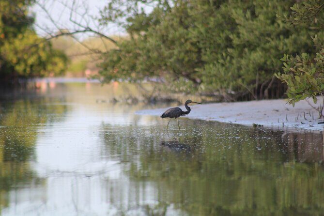 Kayak Mangroves Sunrise Experience - FAQ