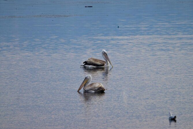 Kayak or Stand Up Paddle in Shkodra Lake and Buna River - FAQ