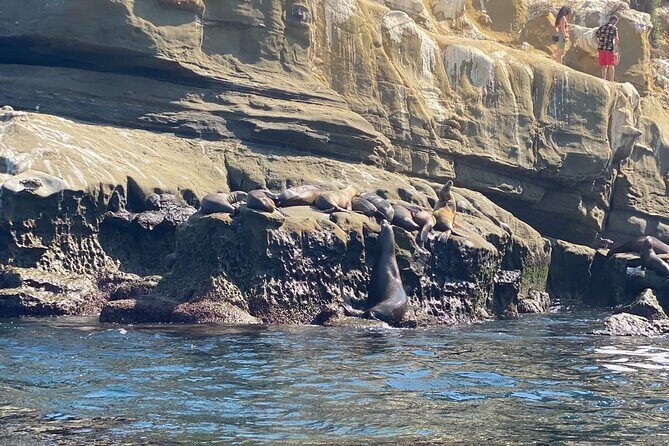 Kayak Rental For 2 (2 hour tandem kayak in La Jolla) - The Authentic Experience and Reviews