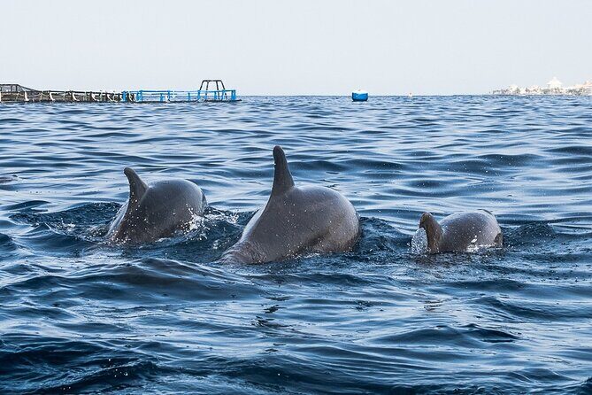 Kayak Safari with Dolphin and Turtle Watching in Guaza - Meeting Point and Duration