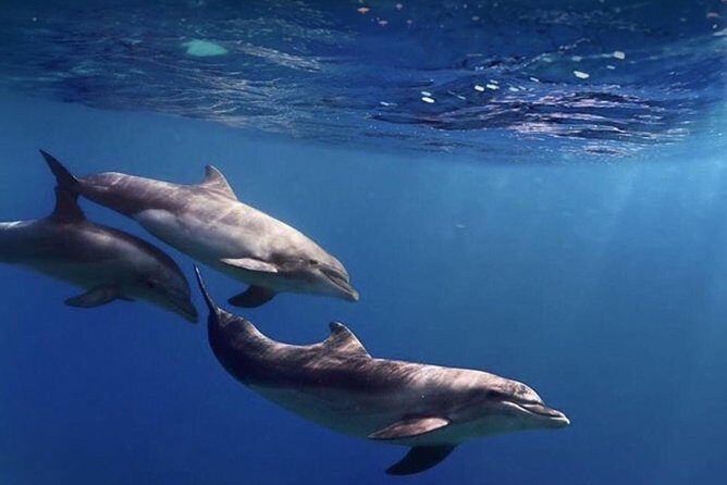 Kayak Safari with Dolphin and Turtle Watching in Guaza - Visiting the Cave of Palmar