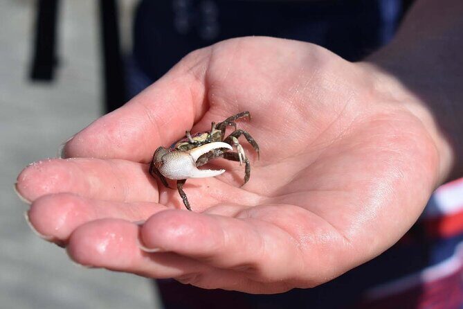 Kayak Salt Marsh Maze Tour - Pricing and Value