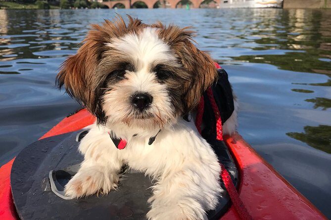 Kayak-Tour in Heidelberg on river Neckar - The Value for Money