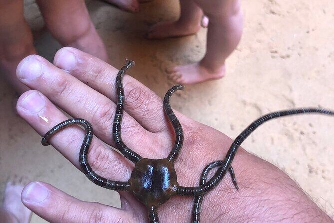 Kayak Tours with Amazing Caves, sea life and Marine Biologist . - Key Points