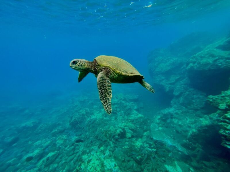 Kayak, Whale Watch And Snorkel At Turtle Town - Key Points