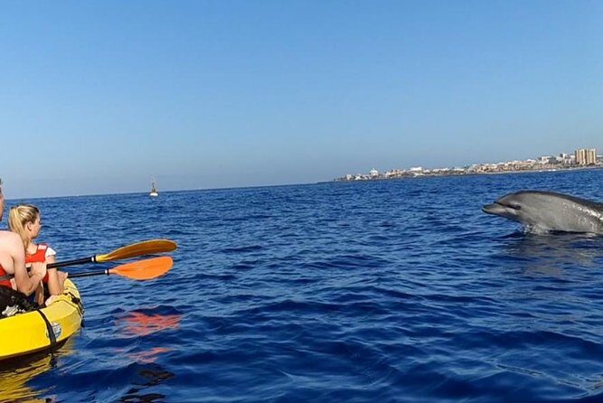 Kayak with Dolphin & Turtle Watching Private Tour - Frequently Asked Questions